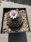 Preview: Turbinicarpus panarottoi